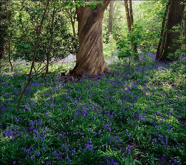Bluebell Wood - Wickham Market .jpg